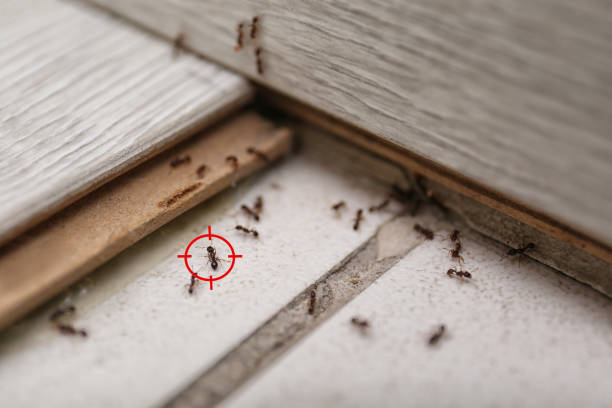 Reliable Rural Hill, TN Pest Control Solutions